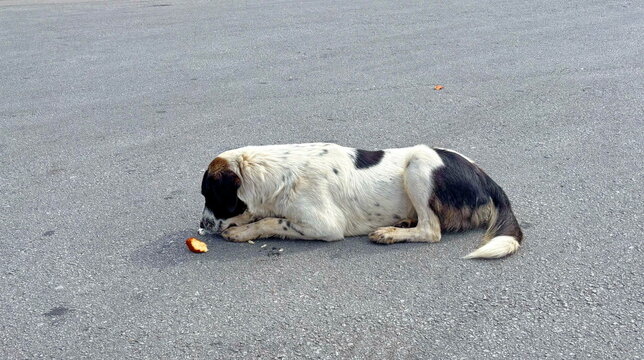The yard dog is so pampered by the care of visiting travelers that it even picks at food.