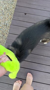 First‑person footage: a woman is playing with a dog, tugging at a soft toy.