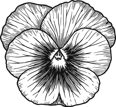 Detailed black and white pansy flower illustration with delicate textured petals