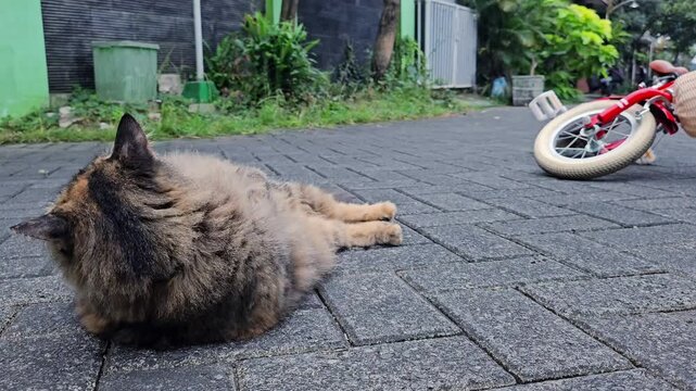 Golden Brown Angora Cat Stretching and Grooming Itself on Paving Blocks in the Morning