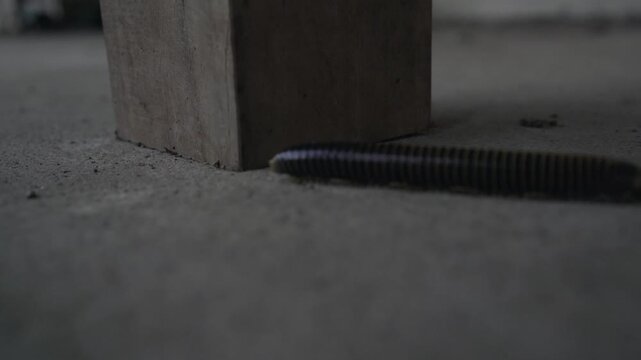 a centipede walking on the ground