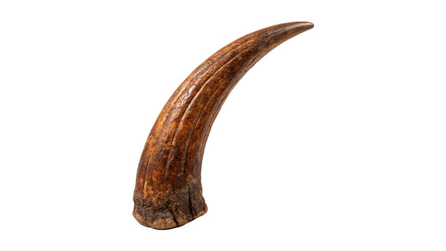 Sharp animal claw or predator talon specimen isolated prehistoric wildlife element