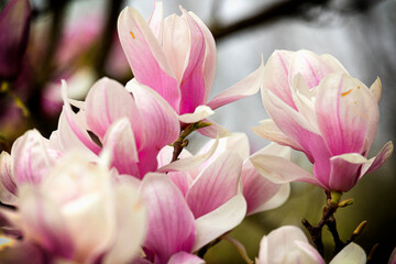 Branch with a flower of a pink magnolia close up © Shchipkova Elena
