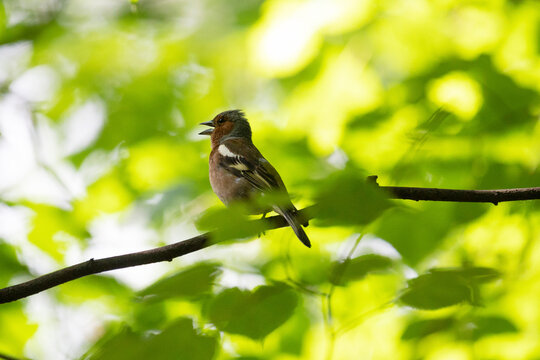 A male Common chaffinch sits on a tree branch among green foliage