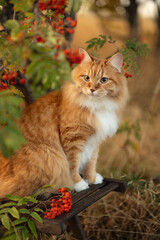 A photo of a red fluffy cat near a rowan tree. © Елена Косинова