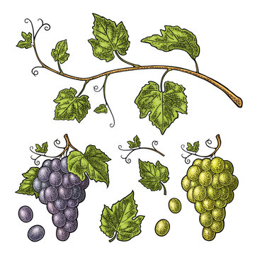 Bunch of grapes with berry and leaves. Color vintage engraving vector illustration for label, poster, web. Isolated on white background