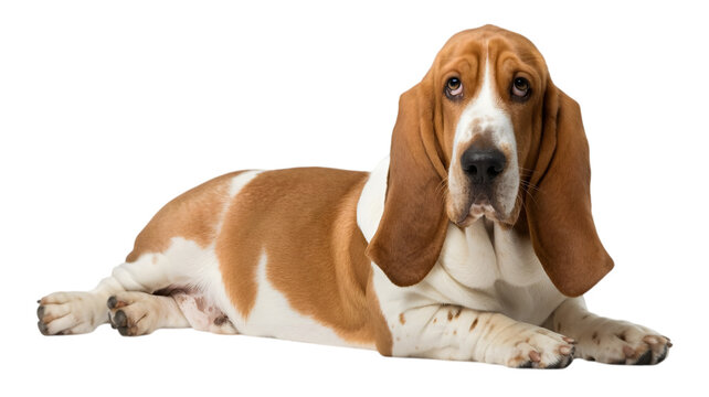 Basset hound lying down with brown white basset hound dog photography on transparent background