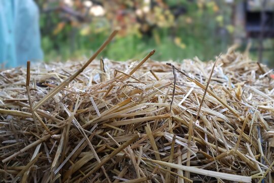 Close Up of Compressed Straw Bale on Farm, Agriculture Concept