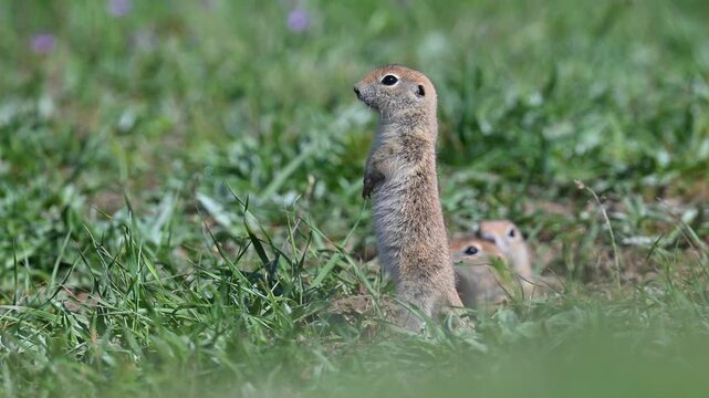 Adorable Anatolian ground squirrels (Spermophilus) emerging from their burrows among the green grass, curiously observing their surroundings and standing on their hind legs.
