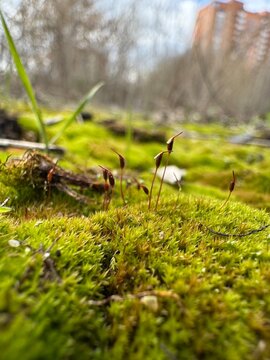 moss