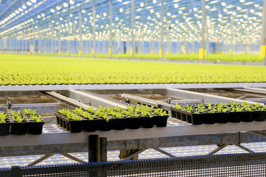 Fresh green lettuce seedlings sit in plastic trays on metal racks within a large indoor greenhouse facility under bright artificial lights