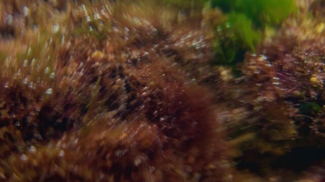 Underwater Vegetation Close-Up