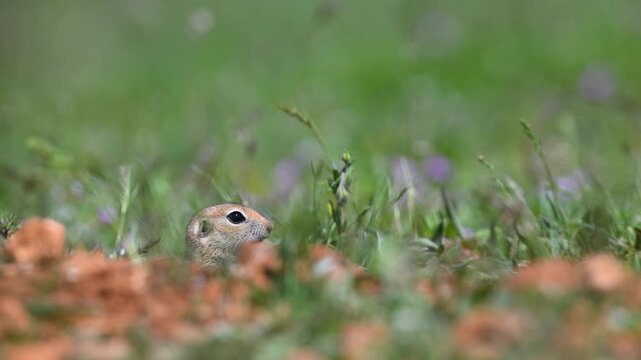 The adorable Anatolian ground squirrel (Spermophilus xanthoprymnus), peeking out of its burrow, is carefully watching its surroundings among the green grass.