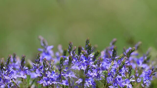 A natural and soothing close-up view of vibrant purple and blue wildflowers gently swaying in the spring sunshine.