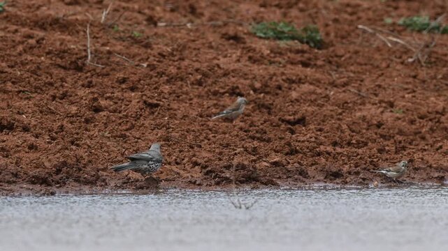 A Mistle Thrush (Turdus viscivorus) and a Common Linnet (Linaria cannabina) drinking water by the water's edge moments from their natural habitat.