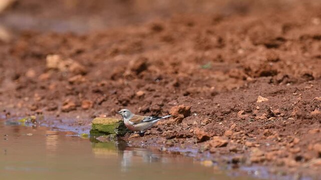 A male Common Linnet (Linaria cannabina) drinking water at a natural pond on a warm sunny day.