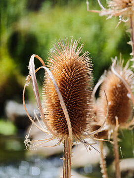 Detailed macro view of a dry wild teasel head with sharp spines and curved bracts standing in a sunny field, featuring intricate natural patterns and a softly blurred bokeh background.