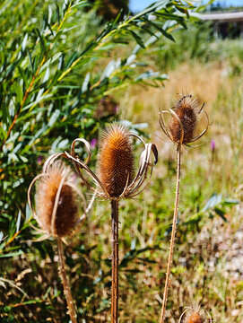 Close up view of dry brown teasel plant cones with spiky bracts growing wild in countryside meadow during bright sunny day with natural green vegetation blurred background.