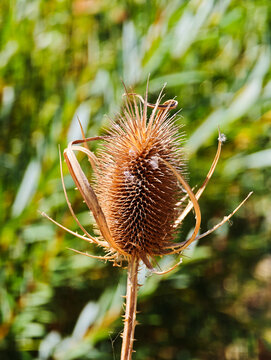 Close-up photograph of a dry brown teasel head featuring detailed spiky texture and curved bracts illuminated by sunlight with a soft green bokeh background.