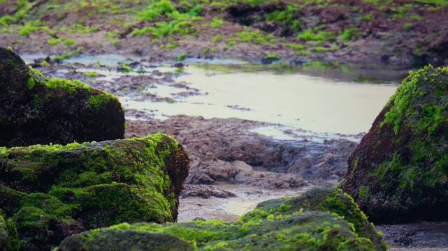 Moss-Covered Rocks by the Shore