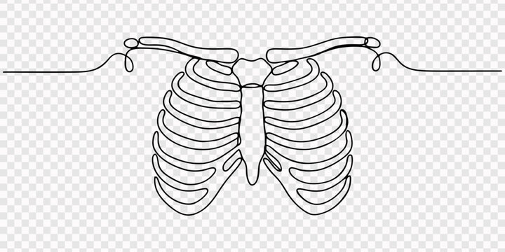 Black and white line art illustration of the human rib cage and sternum showing anatomical structure of the chest area for medical education and healthcare science diagrams