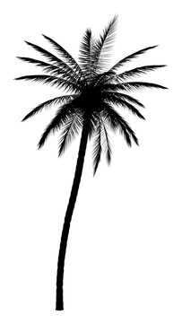 Silhouette Coconut Palm Tree Isolated Tropical Plant Cutout
