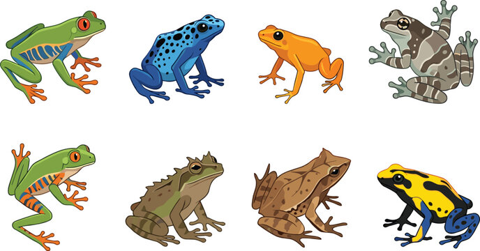 Colorful cartoon frog set vector illustration featuring various tropical frog species and toad characters