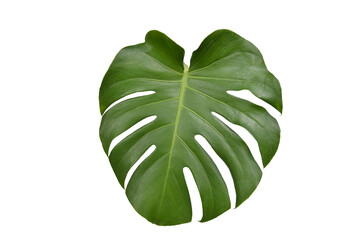 Monstera green fern leafisolated on white background. This has clipping path. © Sanit