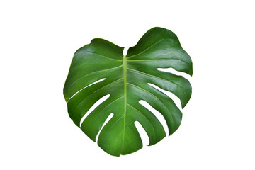 Monstera green fern leafisolated on white background. This has clipping path. © Sanit