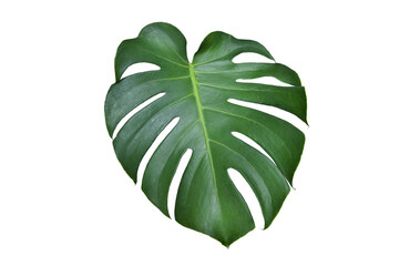 Monstera green fern leafisolated on white background. This has clipping path. © Sanit
