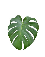 Monstera green fern leafisolated on white background. This has clipping path. © Sanit