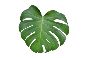 Monstera green fern leafisolated on white background. This has clipping path. © Sanit