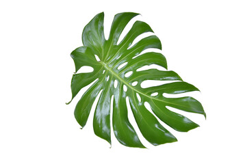 Monstera green fern leafisolated on white background. This has clipping path. © Sanit