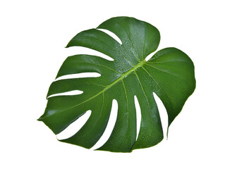 Monstera green fern leafisolated on white background. This has clipping path. © Sanit
