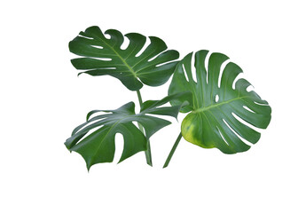 Monstera green fern leafisolated on white background. This has clipping path. © Sanit