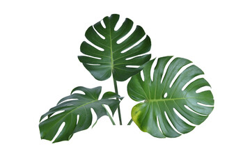 Monstera green fern leafisolated on white background. This has clipping path. © Sanit
