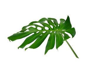 Monstera green fern leafisolated on white background. This has clipping path. © Sanit