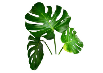 Monstera green fern leafisolated on white background. This has clipping path. © Sanit