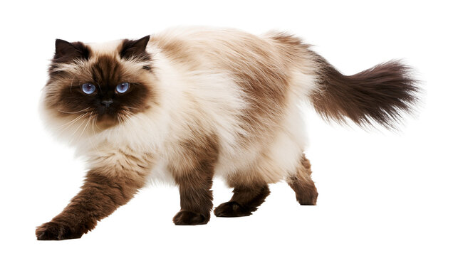 Fluffy Himalayan cat with blue eyes walking, isolated on transparent background