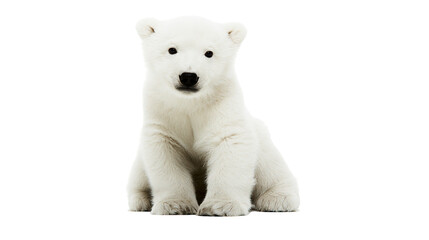 Fluffy white polar bear cub sitting, isolated on transparent background © Marta