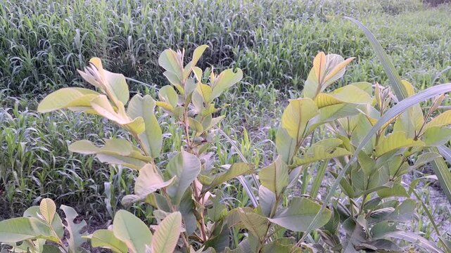 Young guava plant with fresh green leaves growing in a rural agricultural field during daytime