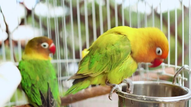 4K slow motion 60 fps footage of two beautiful colorful Fischer's lovebird parrots perched inside a wire cage near a metallic feeding bowl.