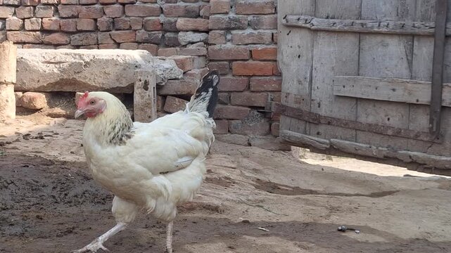 White Heera Aseel hen walking in a rustic rural backyard farmhouse with brick walls and an old wooden door in the background