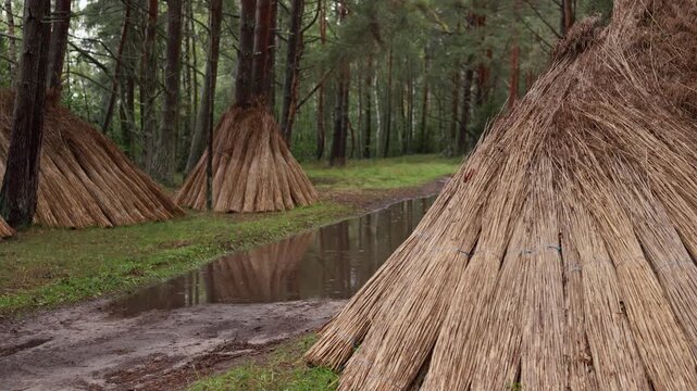 Conical straw shelters beside muddy forest path in rainy woodland with puddles and tall trees