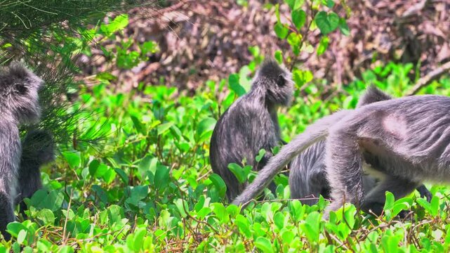 Group of Wild Silvered Leaf Monkeys Interacting in Borneo Jungle