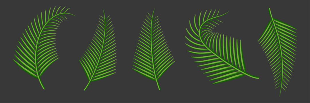 Single Green Tropical Palm Leaf Vector Design Element