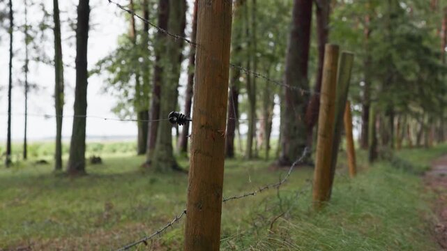 Barbed wire fence posts in quiet forest clearing with soft green grass and blurred trees