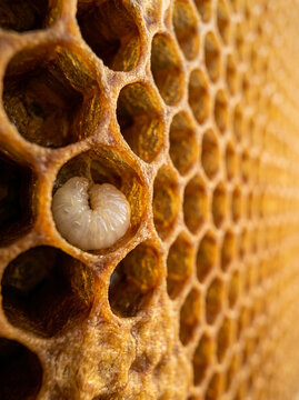 Curled white bee larva in a golden brown honeycomb cell inside a beehive