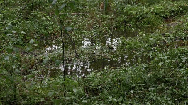 Flooded forest floor with shallow water reflecting dense green vegetation in wet woodland