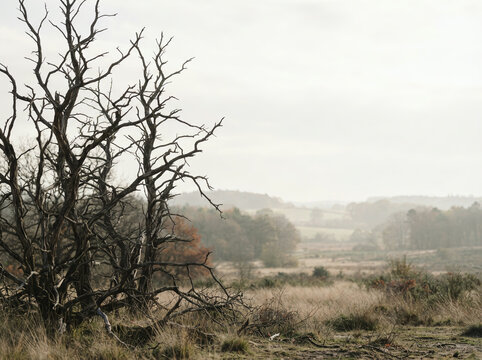 Bare twisted tree above dry grassland with hazy distant muted hills beyond